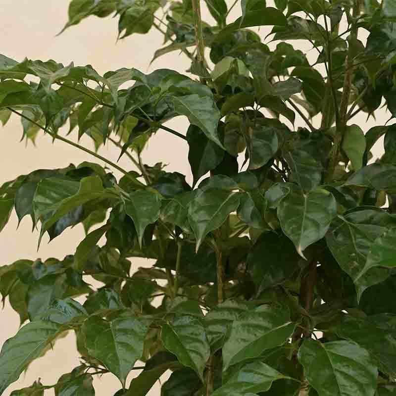 Buy Ugaoo The China Doll Plant - XL Live Plants from Vaaree