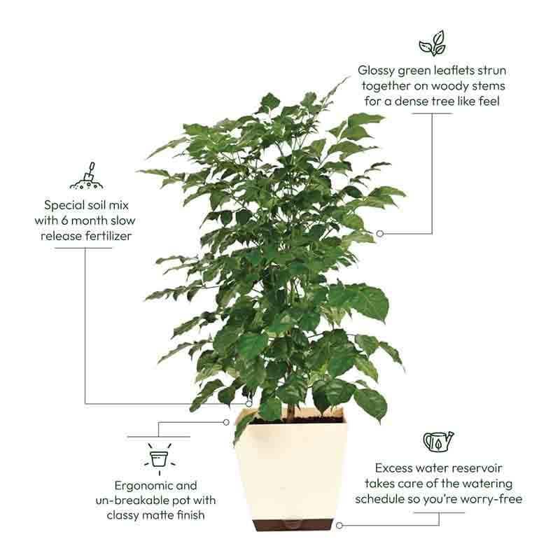 Buy Ugaoo The China Doll Plant - XL Live Plants from Vaaree