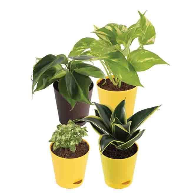 Buy Ugaoo The Productivity Boosting Desk Plant Bundle Live Plants from Vaaree