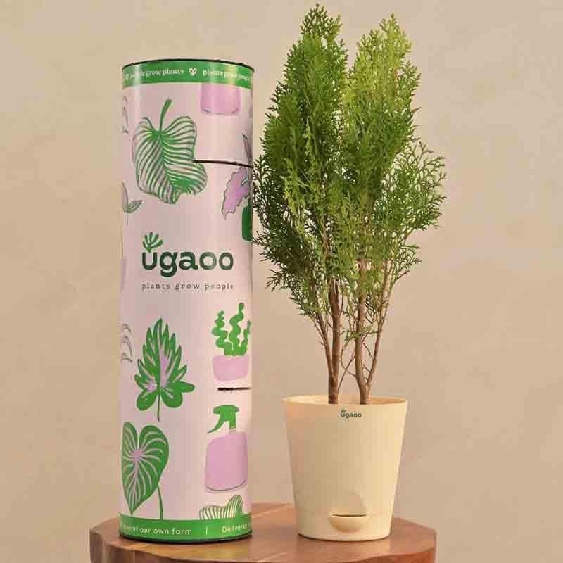 Buy Ugaoo Thuja Plant Live Plants from Vaaree