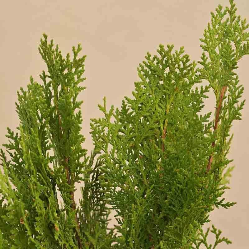 Buy Ugaoo Thuja Plant Live Plants from Vaaree