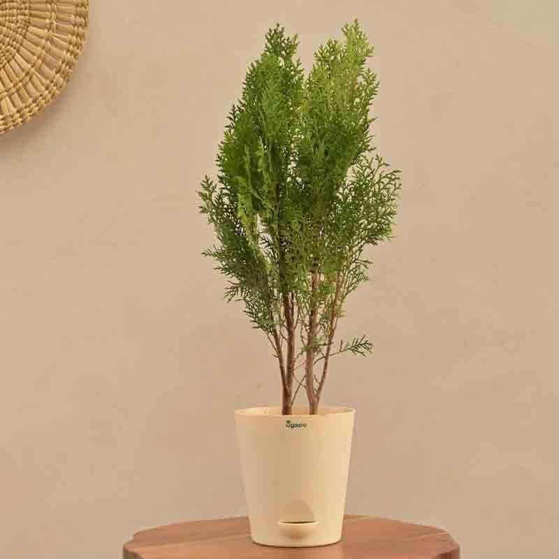 Buy Ugaoo Thuja Plant Live Plants from Vaaree