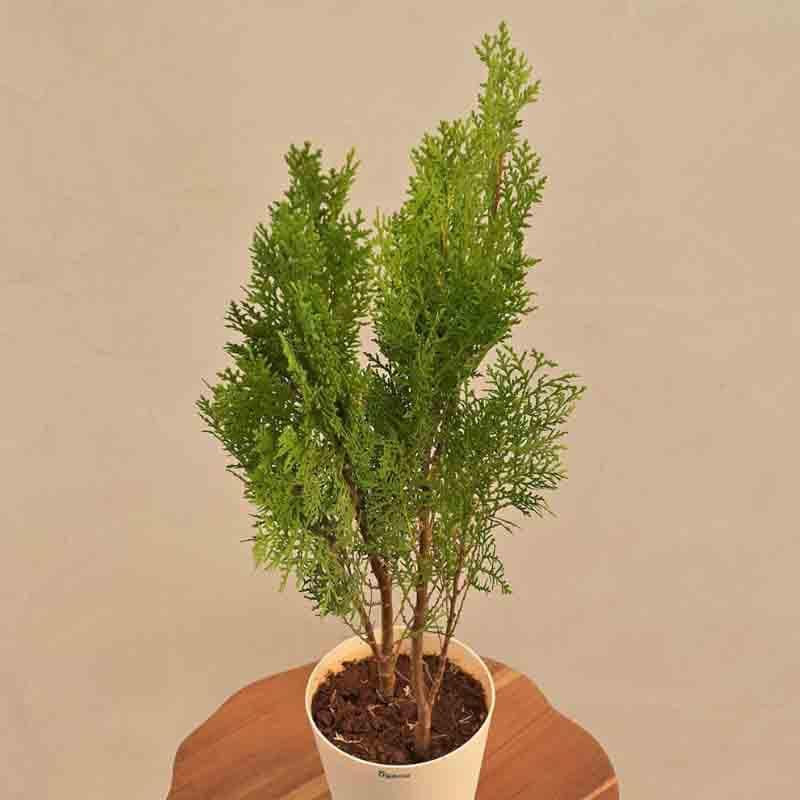 Buy Ugaoo Thuja Plant Live Plants from Vaaree