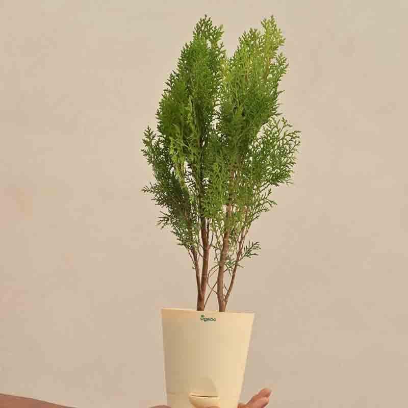 Buy Ugaoo Thuja Plant Live Plants from Vaaree