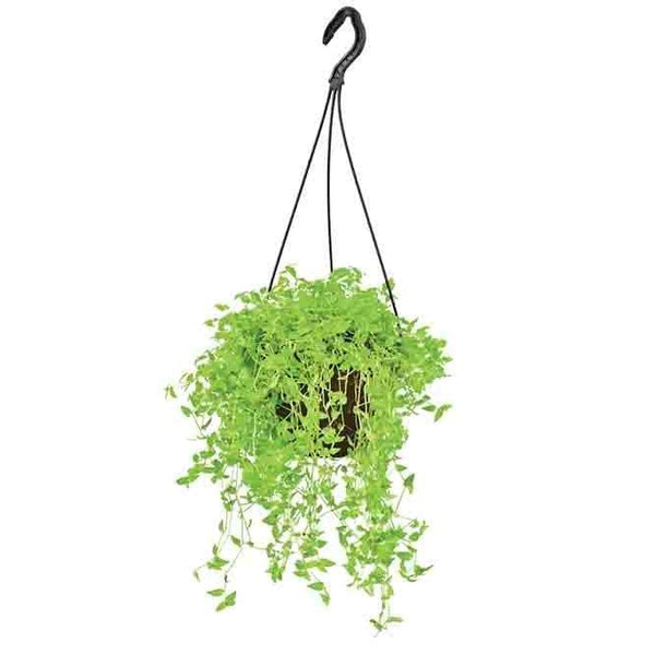 Buy Ugaoo Turtle Vine Live Plants from Vaaree