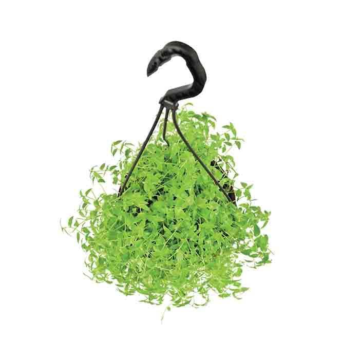 Buy Ugaoo Turtle Vine Live Plants from Vaaree