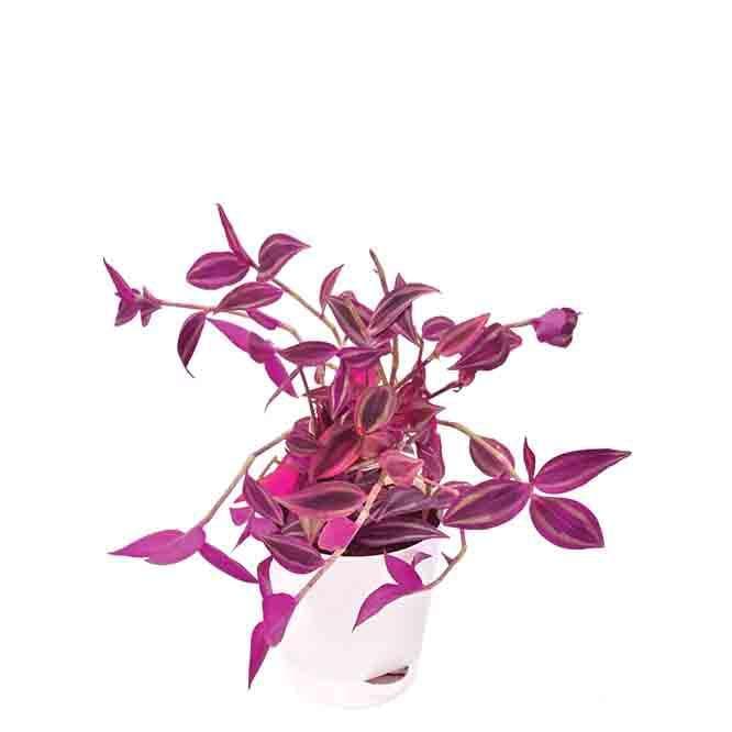 Buy Ugaoo Wandering Jew Plant Live Plants from Vaaree