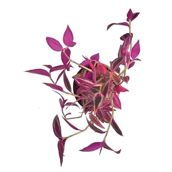 Buy Ugaoo Wandering Jew Plant Live Plants from Vaaree