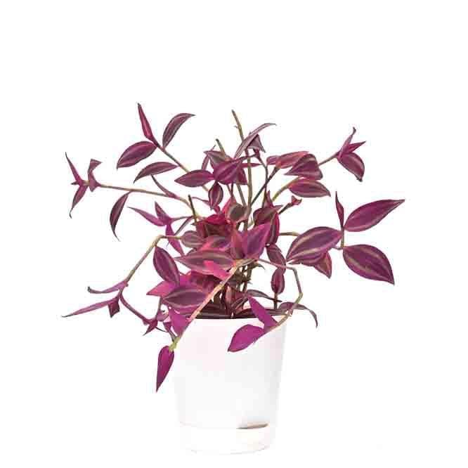 Buy Ugaoo Wandering Jew Plant Live Plants from Vaaree