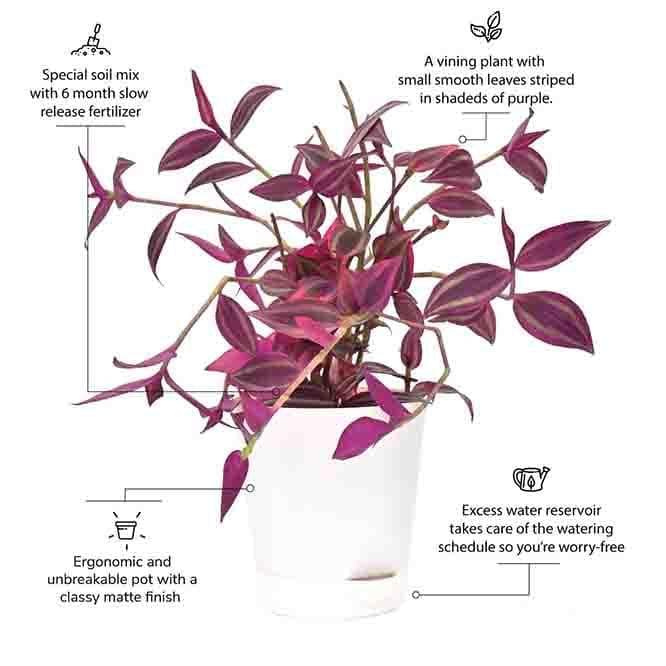 Buy Ugaoo Wandering Jew Plant Live Plants from Vaaree