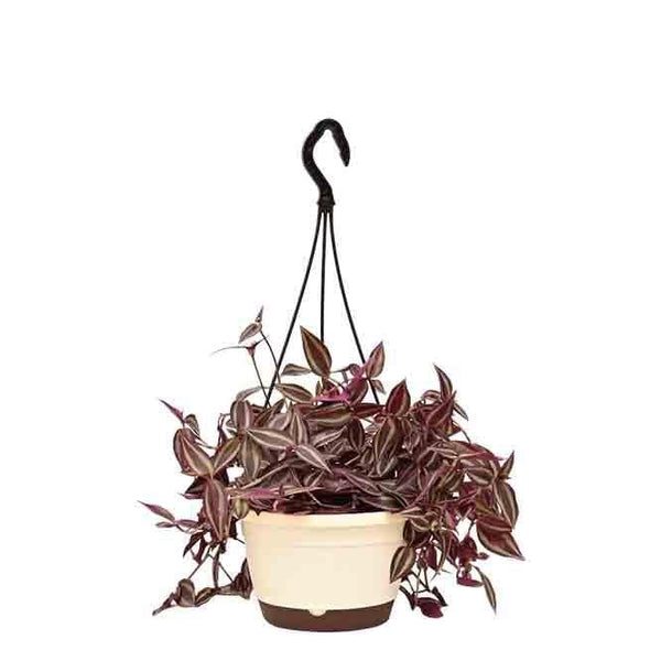 Buy Ugaoo Wandering Jew With Hanging Pot Live Plants from Vaaree