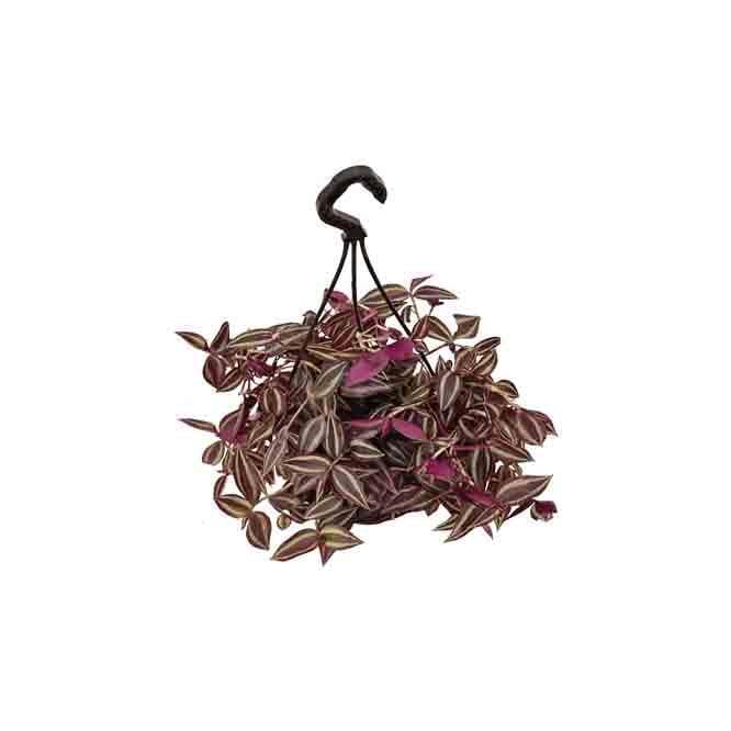 Buy Ugaoo Wandering Jew With Hanging Pot Live Plants from Vaaree