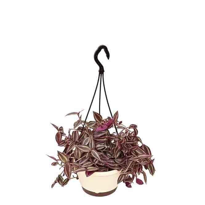 Buy Ugaoo Wandering Jew With Hanging Pot Live Plants from Vaaree