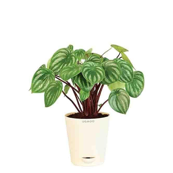 Buy Ugaoo Watermelon Peperomia Plant Live Plants from Vaaree