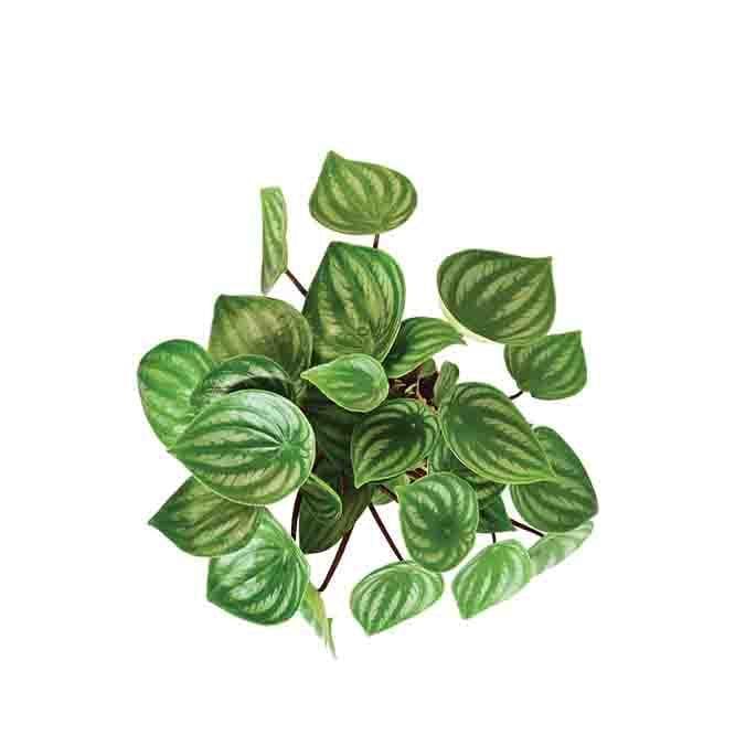 Buy Ugaoo Watermelon Peperomia Plant Live Plants from Vaaree