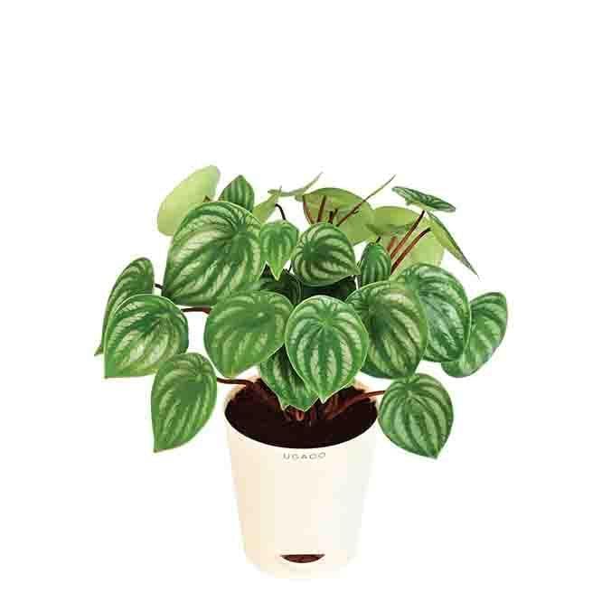 Buy Ugaoo Watermelon Peperomia Plant Live Plants from Vaaree