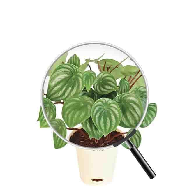 Buy Ugaoo Watermelon Peperomia Plant Live Plants from Vaaree