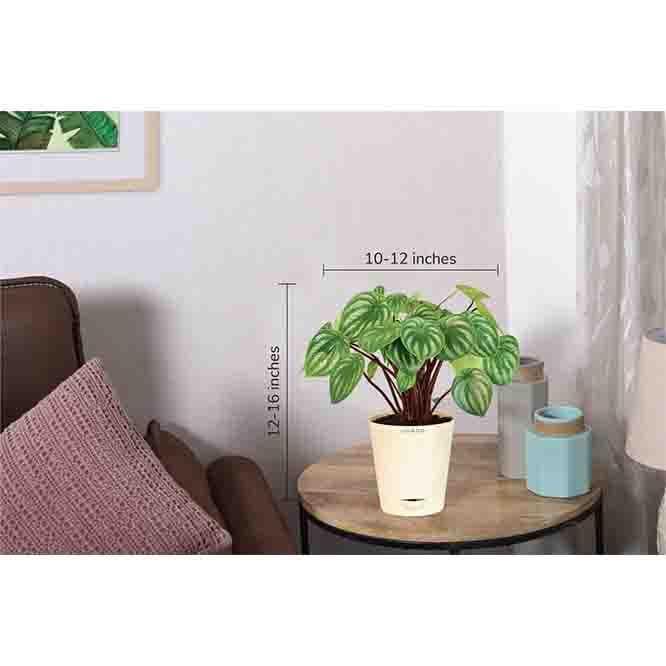 Buy Ugaoo Watermelon Peperomia Plant Live Plants from Vaaree