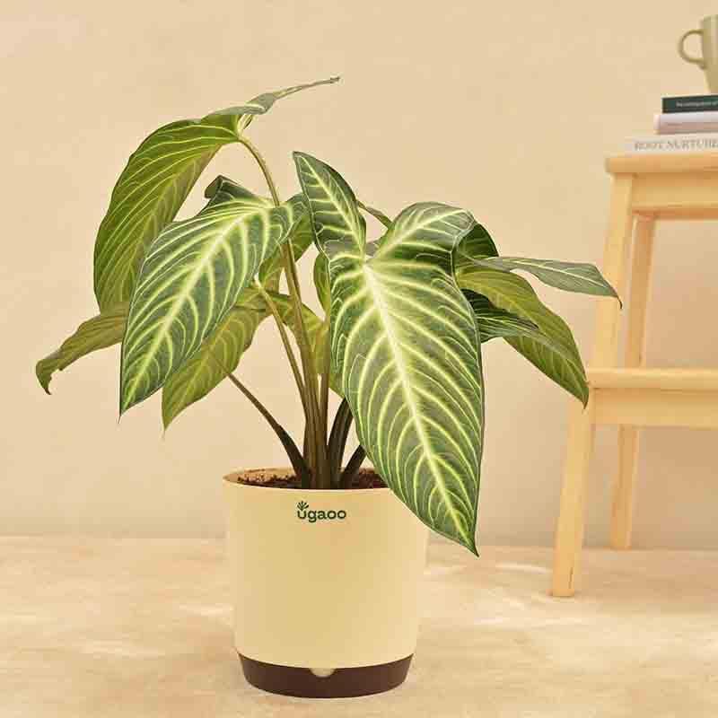 Buy Ugaoo Xanthosoma Plant Live Plants from Vaaree