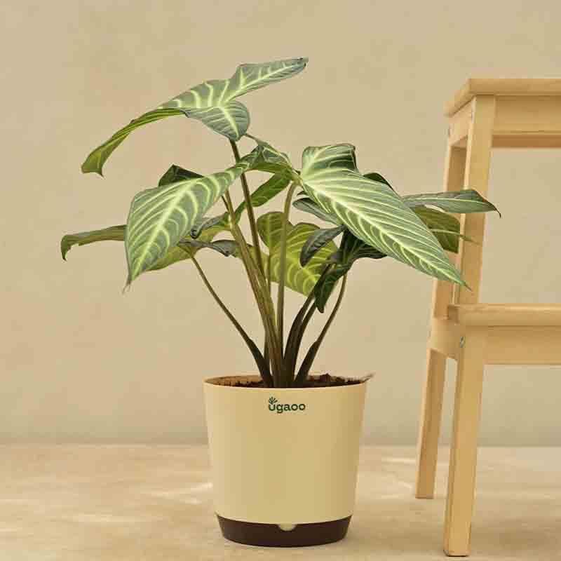 Buy Ugaoo Xanthosoma Plant Live Plants from Vaaree