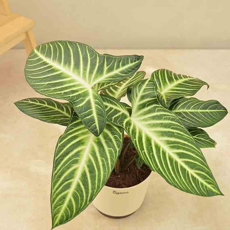 Buy Ugaoo Xanthosoma Plant Live Plants from Vaaree