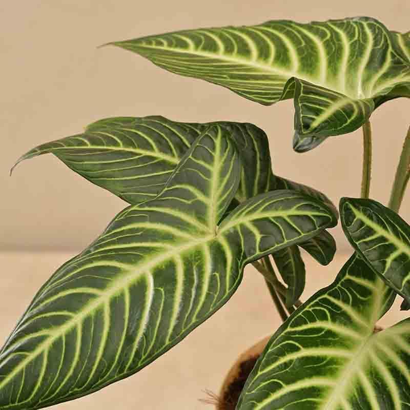 Buy Live Plants - Ugaoo Xanthosoma Plant at Vaaree online