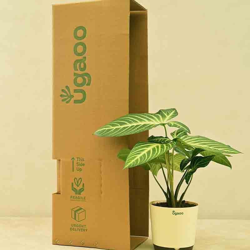 Buy Ugaoo Xanthosoma Plant Live Plants from Vaaree