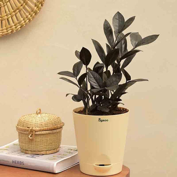 Buy Ugaoo Zamia ZZ Black Plant Live Plants from Vaaree