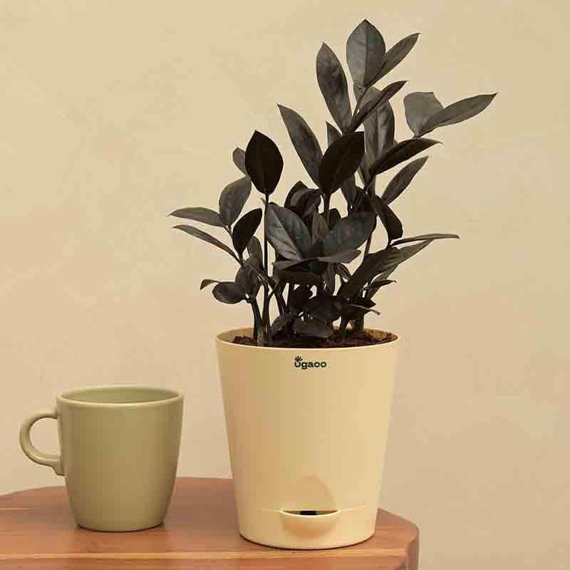 Buy Ugaoo Zamia ZZ Black Plant Live Plants from Vaaree