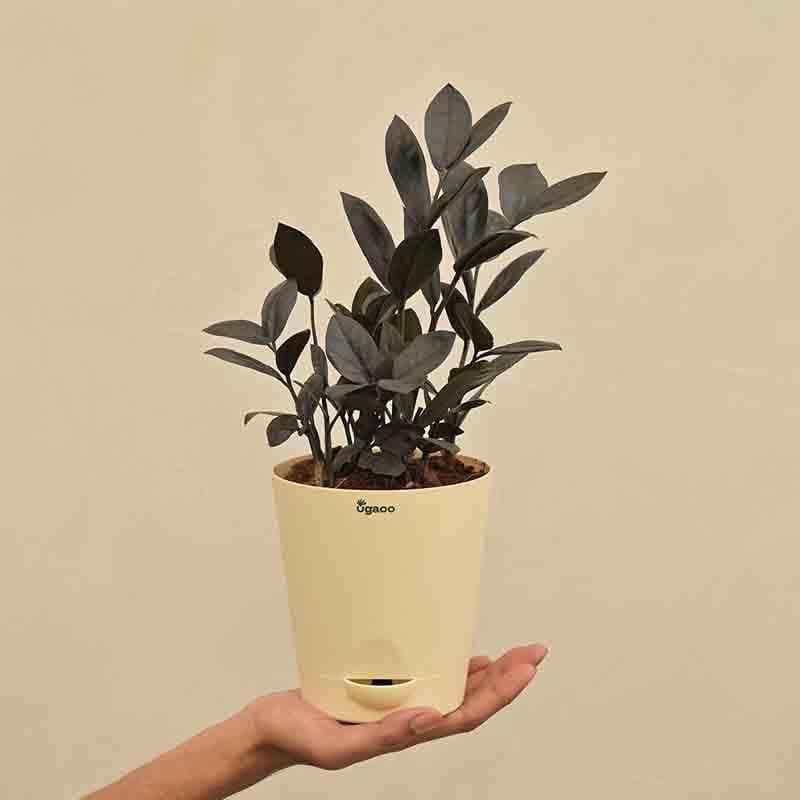 Buy Ugaoo Zamia ZZ Black Plant Live Plants from Vaaree