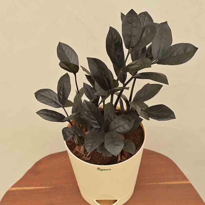 Buy Ugaoo Zamia ZZ Black Plant Live Plants from Vaaree