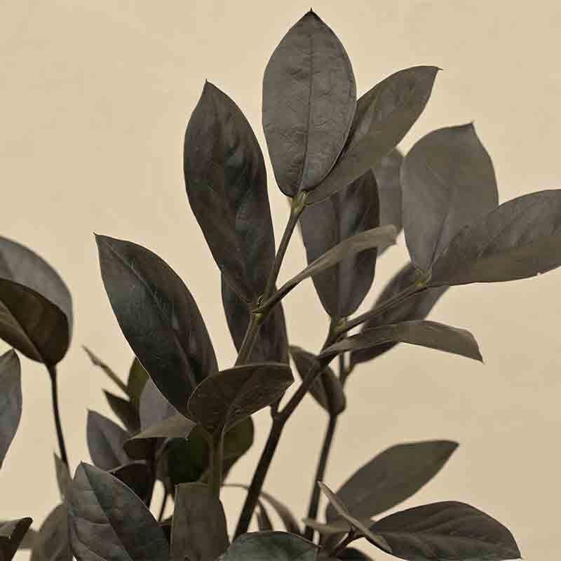 Buy Ugaoo Zamia ZZ Black Plant Live Plants from Vaaree