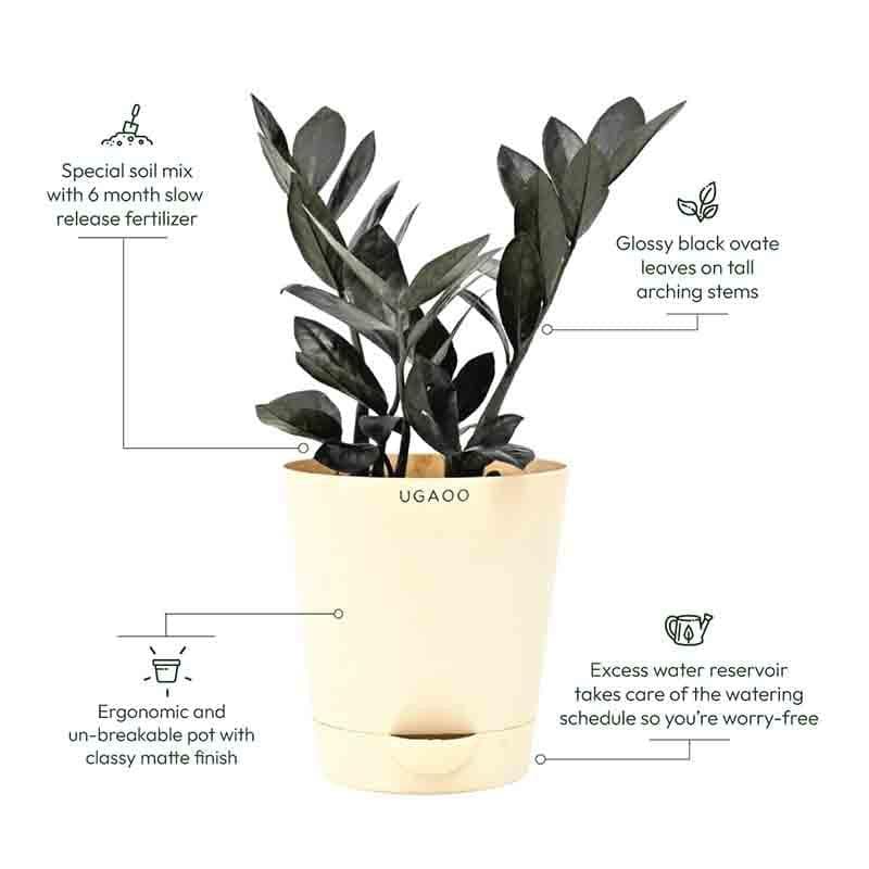 Buy Ugaoo Zamia ZZ Black Plant Live Plants from Vaaree