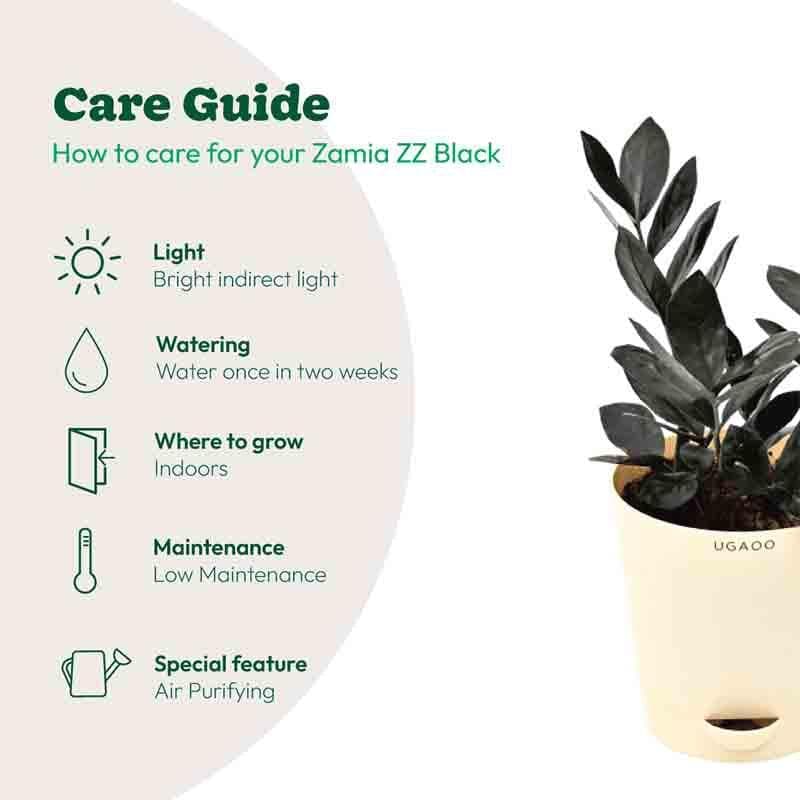 Buy Ugaoo Zamia ZZ Black Plant Live Plants from Vaaree