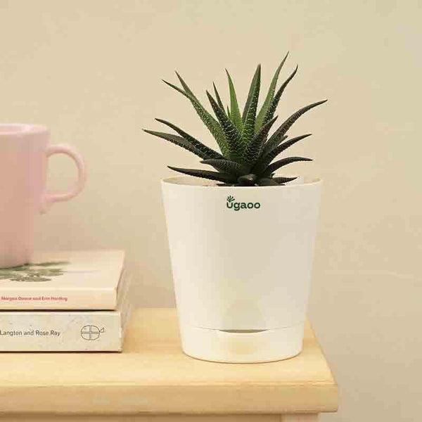 Buy Ugaoo Zebra Haworthia Plant Live Plants from Vaaree