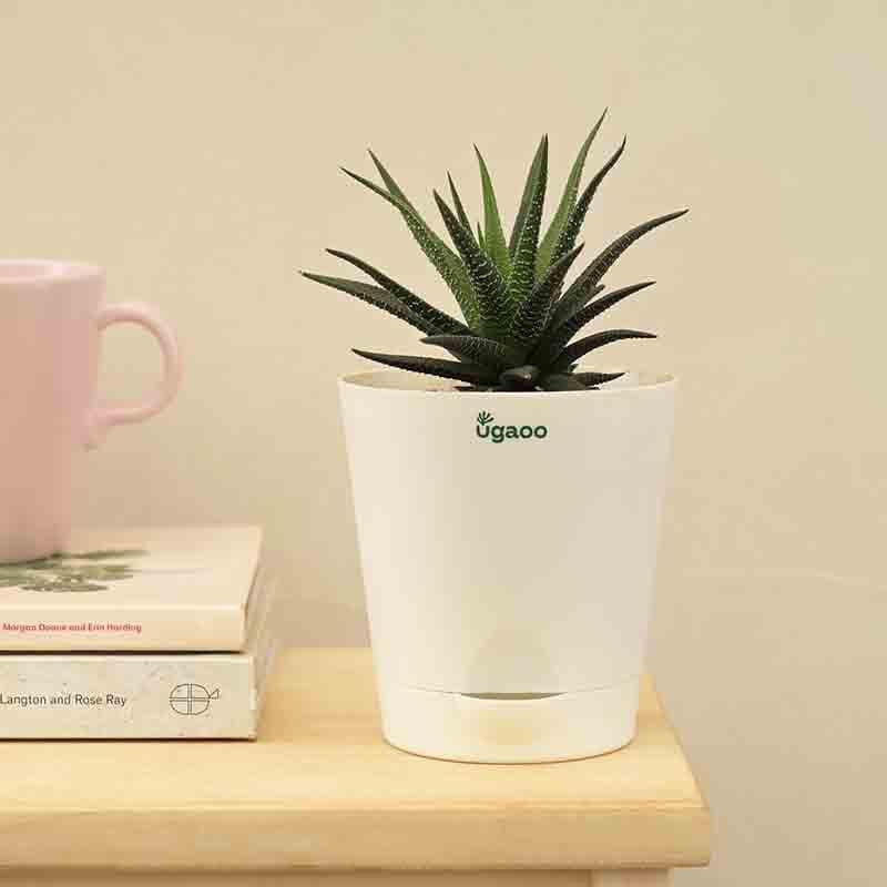 Buy Ugaoo Zebra Haworthia Plant Live Plants from Vaaree