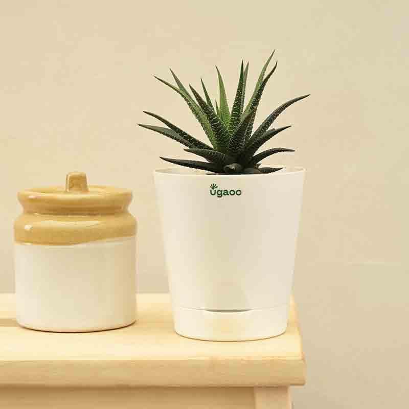 Buy Ugaoo Zebra Haworthia Plant Live Plants from Vaaree