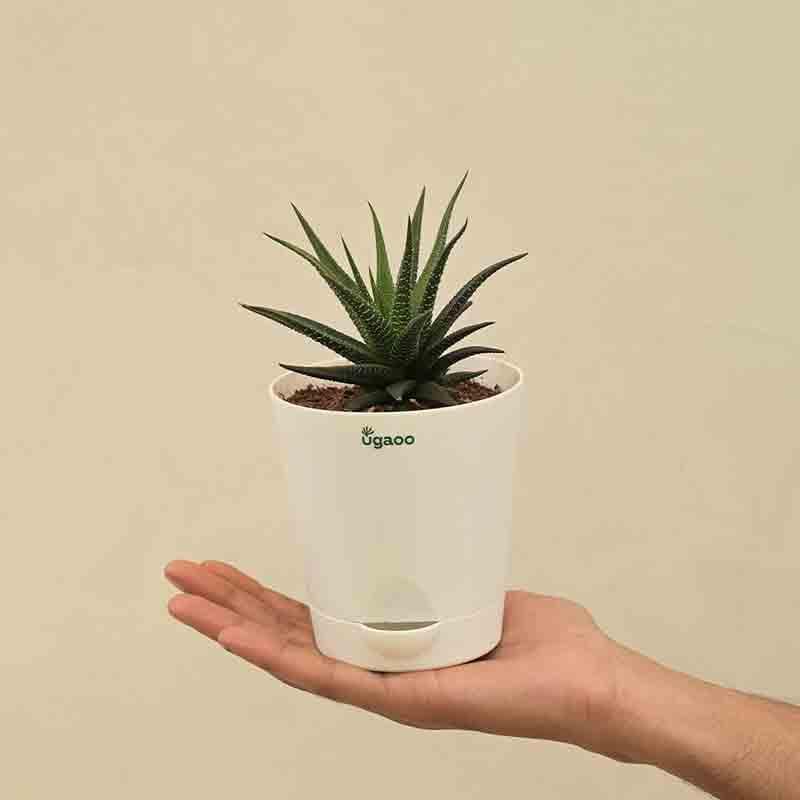 Buy Ugaoo Zebra Haworthia Plant Live Plants from Vaaree