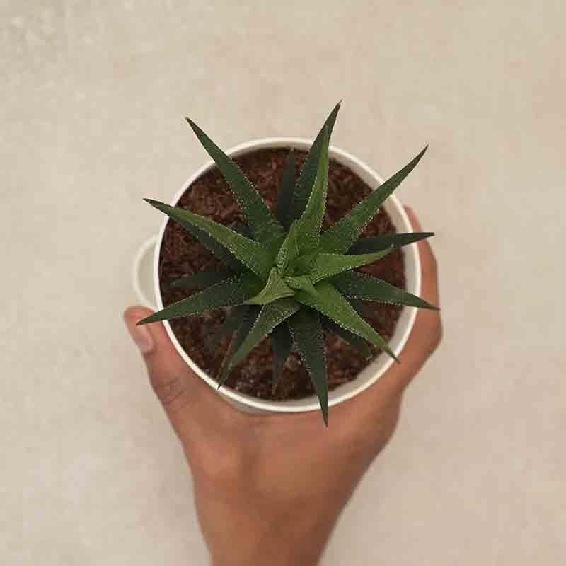 Buy Ugaoo Zebra Haworthia Plant Live Plants from Vaaree