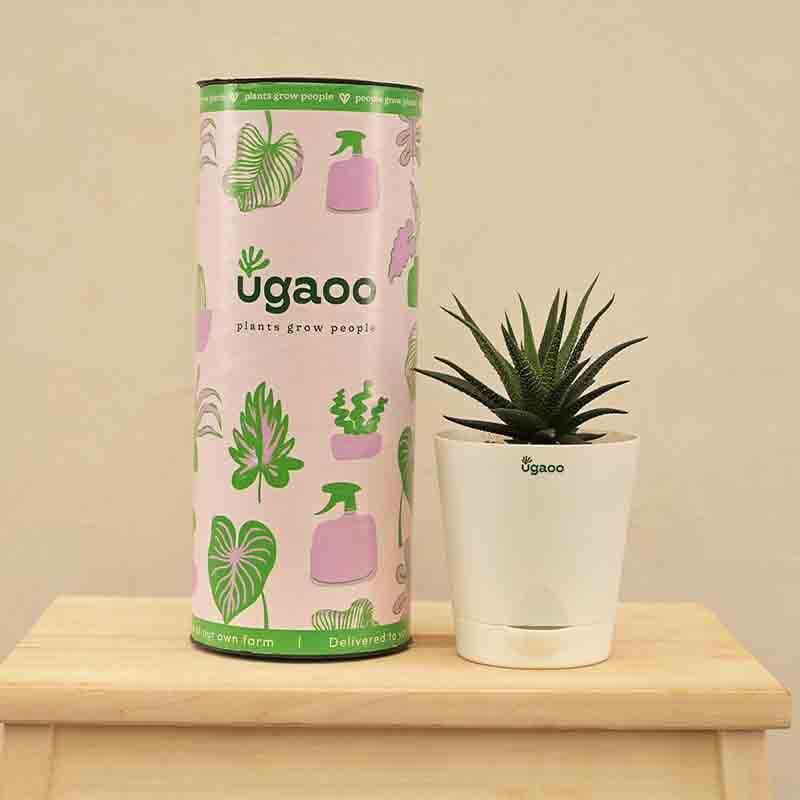 Buy Ugaoo Zebra Haworthia Plant Live Plants from Vaaree