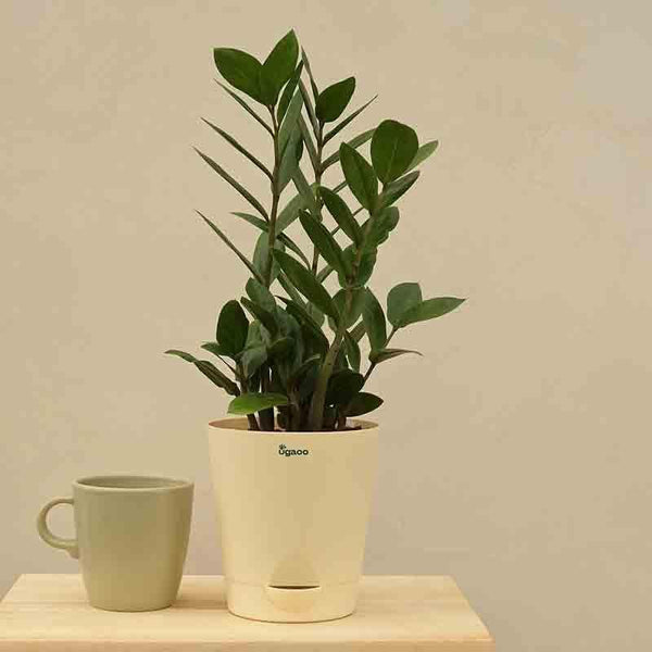 Buy Ugaoo ZZ Plant - Big Live Plants from Vaaree