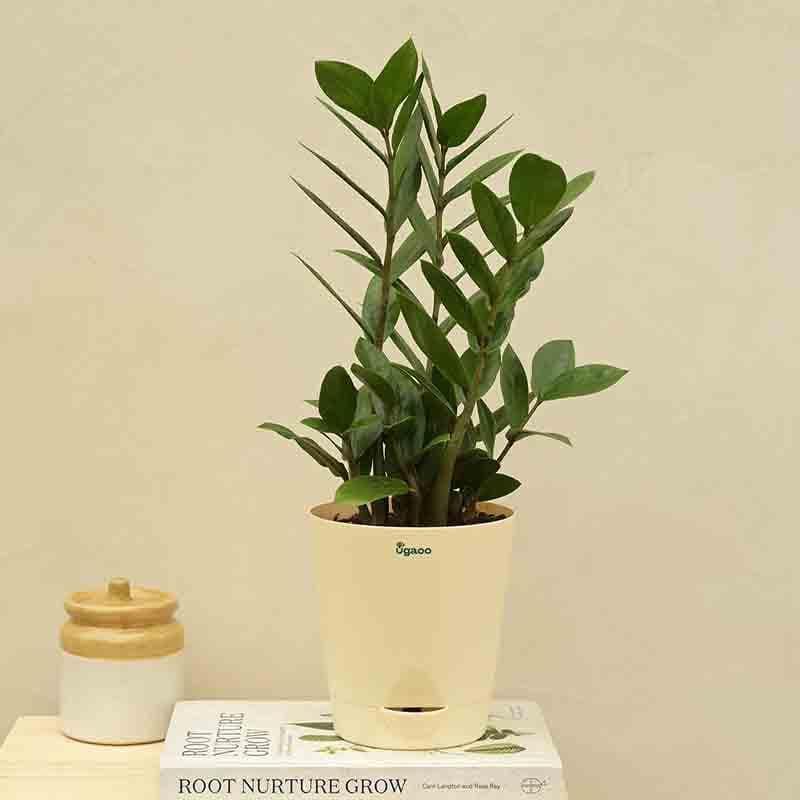 Buy Ugaoo ZZ Plant - Big Live Plants from Vaaree