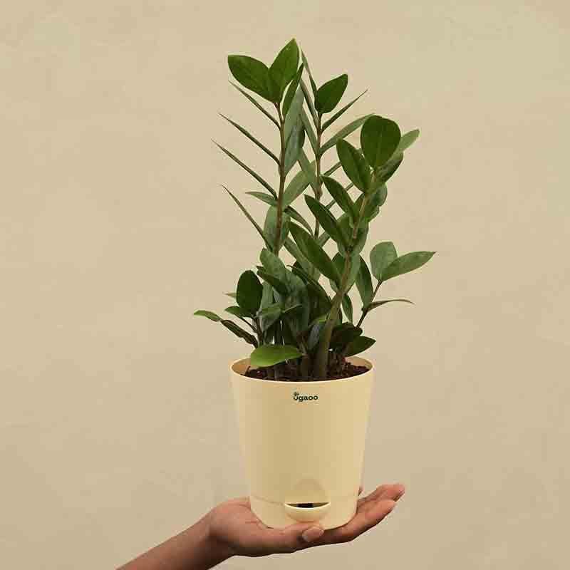 Buy Ugaoo ZZ Plant - Big Live Plants from Vaaree