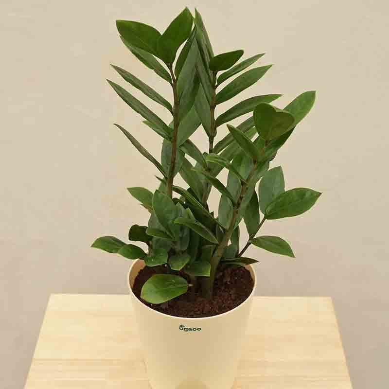 Buy Ugaoo ZZ Plant - Big Live Plants from Vaaree