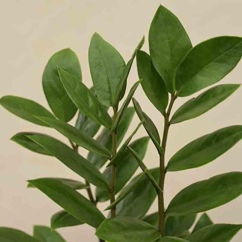 Buy Ugaoo ZZ Plant - Big Live Plants from Vaaree