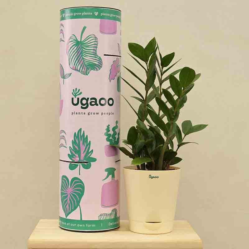 Buy Ugaoo ZZ Plant - Big Live Plants from Vaaree