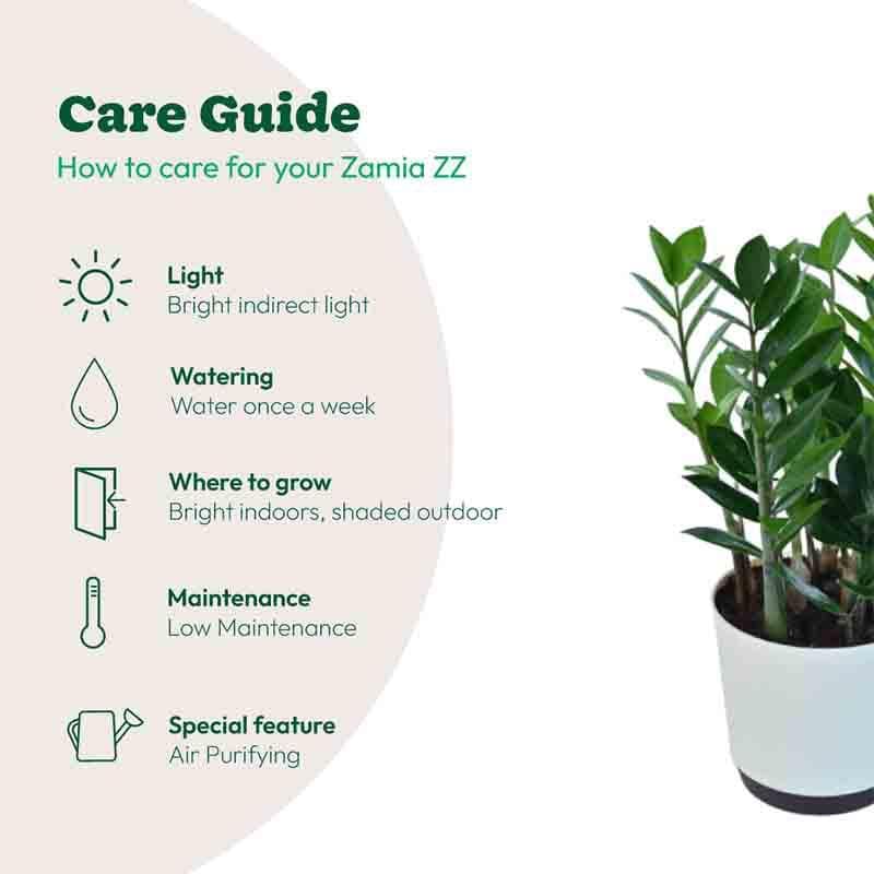 Buy Ugaoo ZZ Plant - Big Live Plants from Vaaree