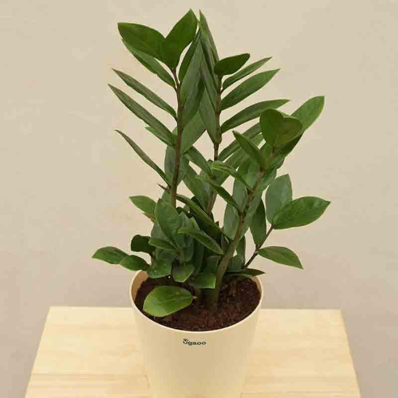 Buy Ugaoo ZZ Plant - Medium Live Plants from Vaaree