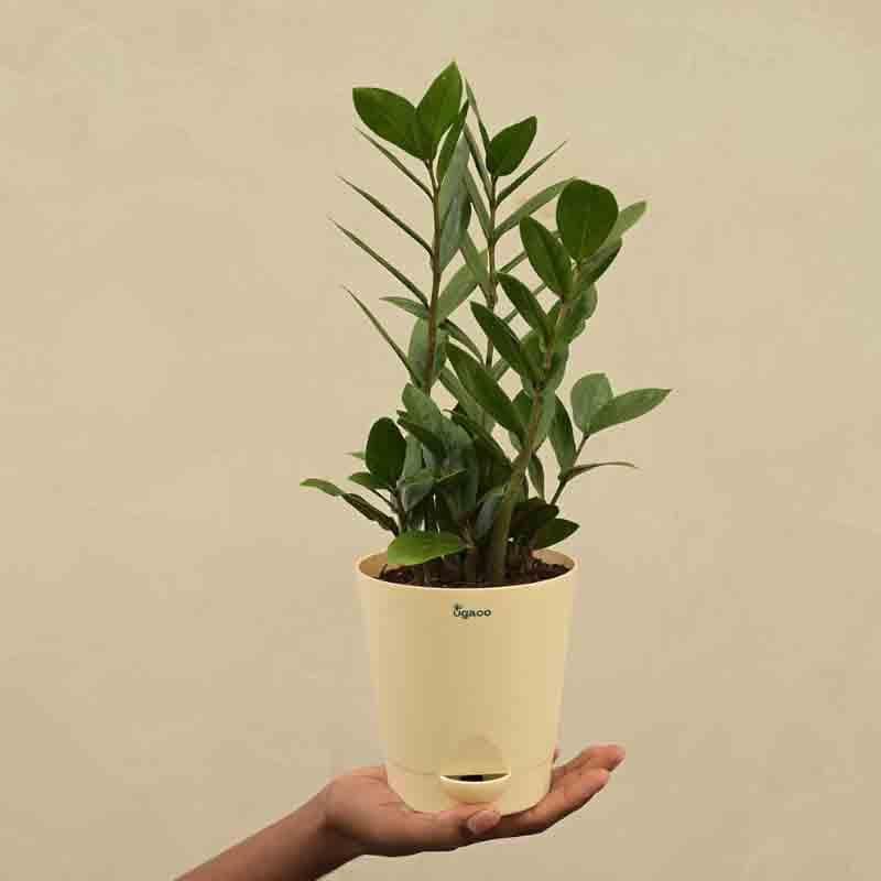 Buy Ugaoo ZZ Plant - Medium Live Plants from Vaaree