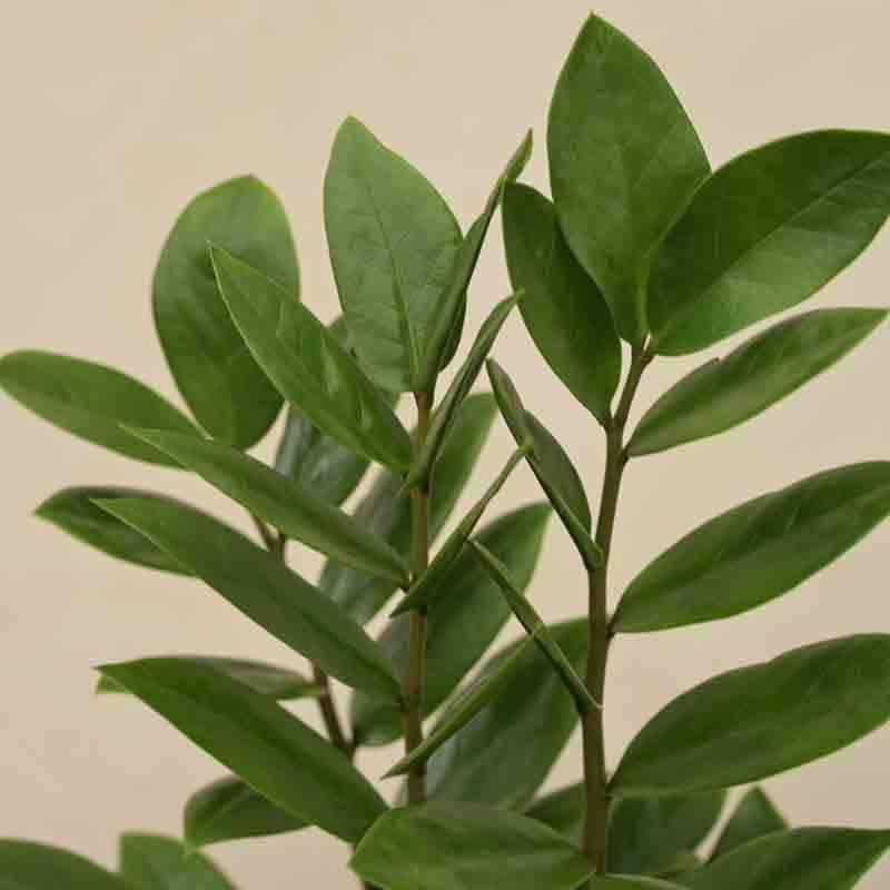 Buy Ugaoo ZZ Plant - Medium Live Plants from Vaaree